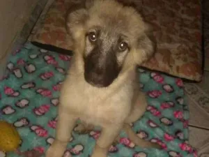 Cachorro raça Mix de pastor  idade 2 a 6 meses nome Jake 