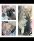 Jake