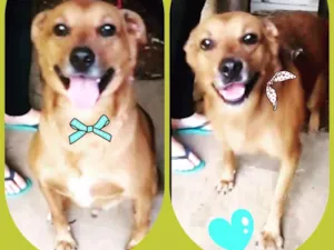 Cachorro raça Mix de pit  idade 3 anos nome Dudu