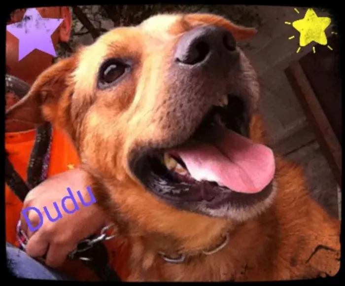 Cachorro ra a Mix de pit  idade 3 anos nome Dudu