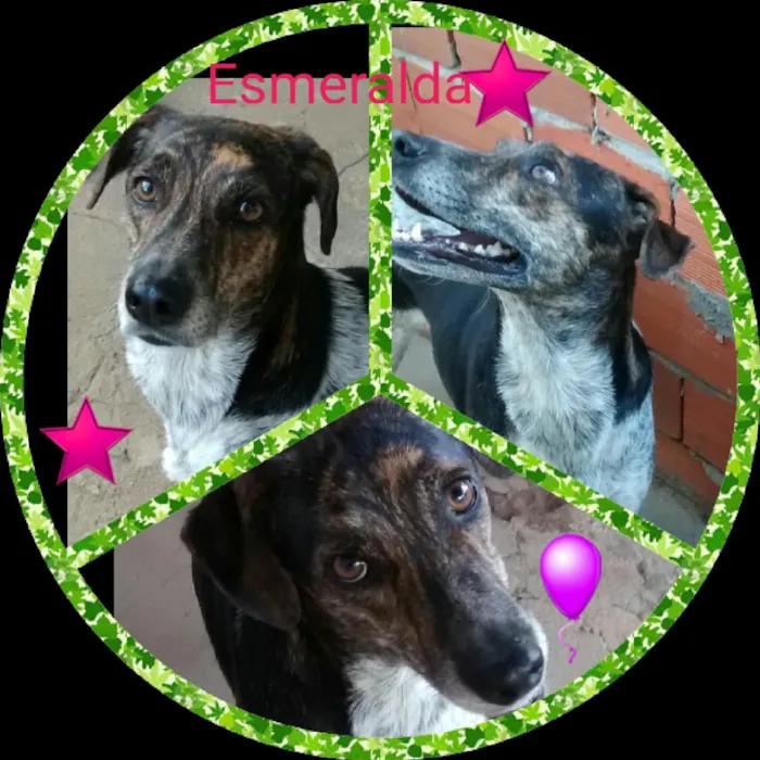 Cachorro ra a  idade 3 anos nome Esmeralda  