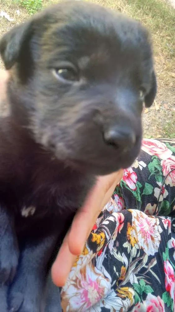 Cachorro ra a Vira lata idade Abaixo de 2 meses nome Perseu