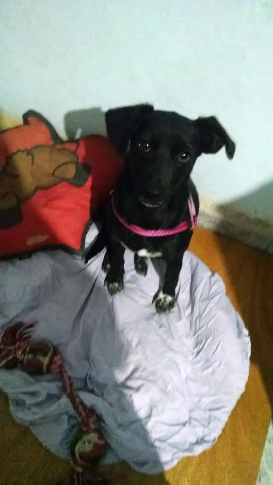 Cachorro ra a SRD idade 1 ano nome Luna