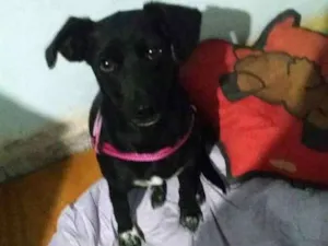 Cachorro raça SRD idade 1 ano nome Luna