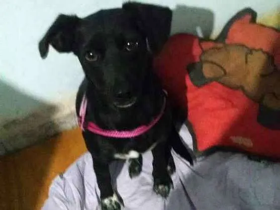 Cachorro ra a SRD idade 1 ano nome Luna