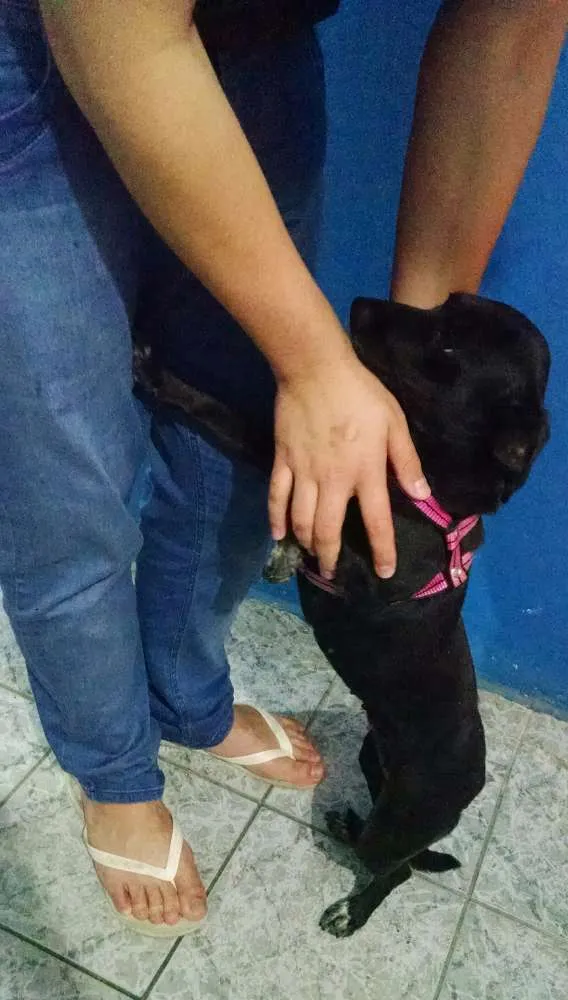Cachorro ra a SRD idade 1 ano nome Luna