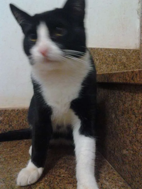 Gato ra a SRD idade 7 a 11 meses nome dengoso