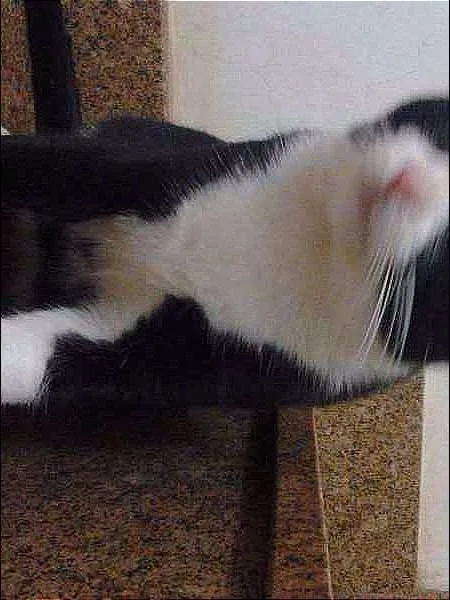 Gato ra a SRD idade 7 a 11 meses nome dengoso