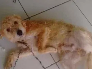 Cachorro raça Não sei idade 1 ano nome Marley