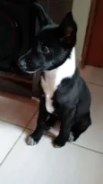 Neguinha