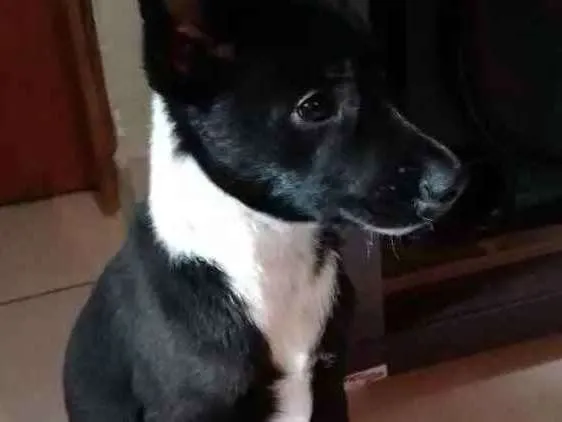 Cachorro ra a Indefinida idade 2 a 6 meses nome Neguinha 