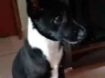Neguinha