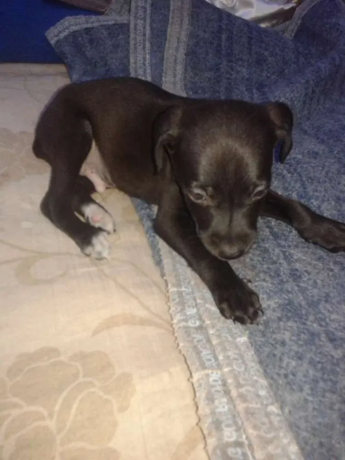 Cachorro ra a Salsicha idade 2 a 6 meses nome Mylom