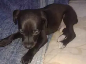 Cachorro raça Salsicha idade 2 a 6 meses nome Mylom