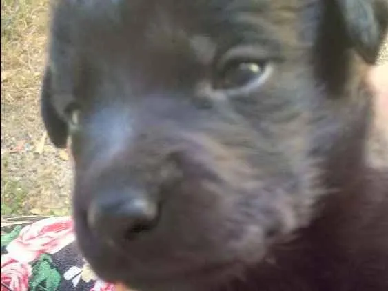 Cachorro ra a Vira lata idade Abaixo de 2 meses nome Perseu