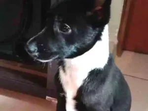 Cachorro raça Indefinida idade 2 a 6 meses nome Neguinha 