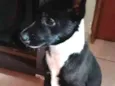 Neguinha
