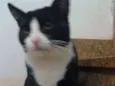 dengoso