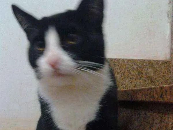 Gato ra a SRD idade 7 a 11 meses nome dengoso