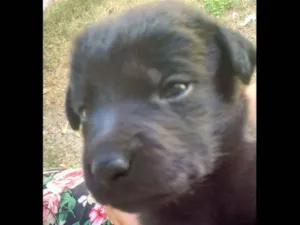 Cachorro raça Vira lata idade Abaixo de 2 meses nome Perseu