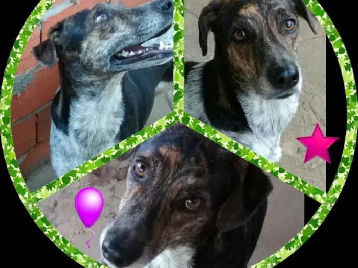 Cachorro ra a  idade 3 anos nome Esmeralda  