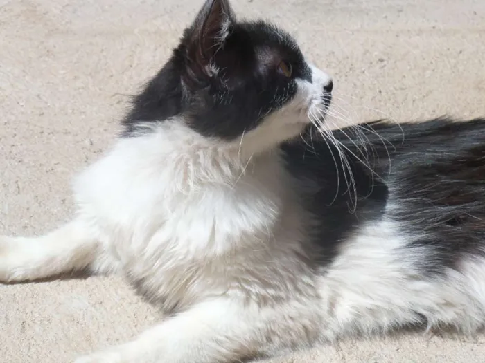 Gato ra a SRD idade 7 a 11 meses nome Hibisco