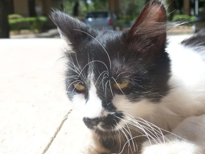 Gato ra a SRD idade 7 a 11 meses nome Hibisco