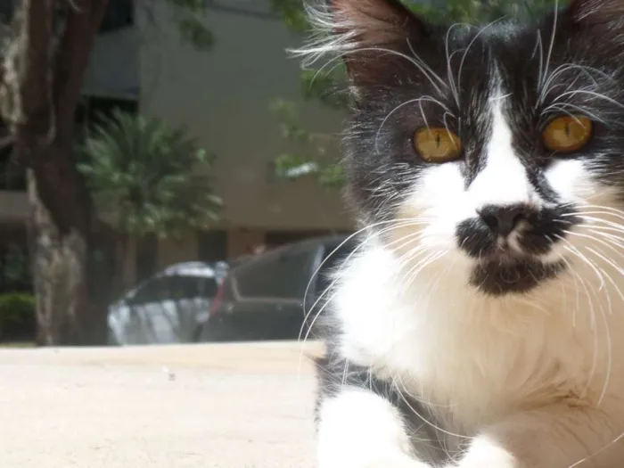 Gato ra a SRD idade 7 a 11 meses nome Hibisco