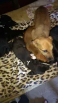 Pingo, ralf,princez