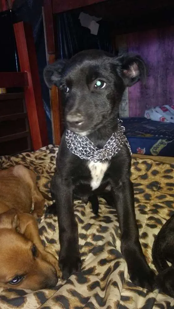 Cachorro ra a Mestiso fila  idade 2 a 6 meses nome Ralf,espak ,princesa