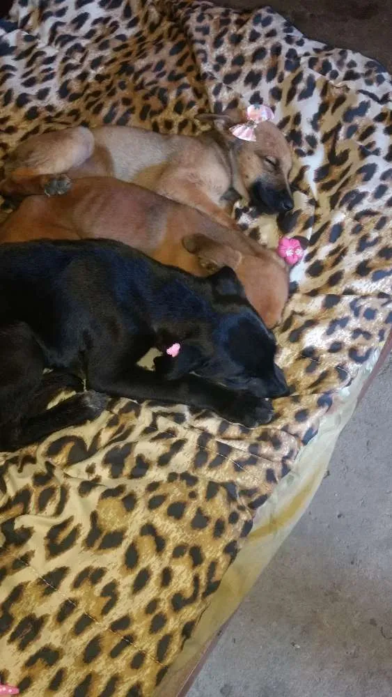 Cachorro ra a Fila com vira lata idade 2 a 6 meses nome Pingo, ralf,princez