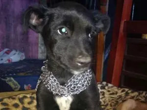 Cachorro raça Mestiso fila  idade 2 a 6 meses nome Ralf,espak ,princesa