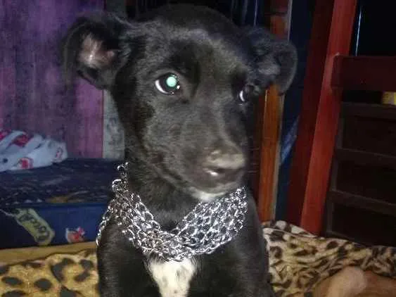 Cachorro ra a Mestiso fila  idade 2 a 6 meses nome Ralf,espak ,princesa