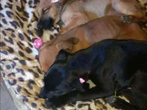 Cachorro raça Fila com vira lata idade 2 a 6 meses nome Pingo, ralf,princez