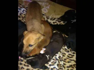 Cachorro raça Fila com vira lata idade 2 a 6 meses nome Pingo, ralf,princez