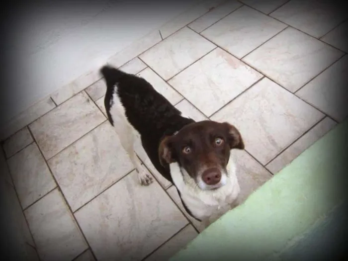 Cachorro ra a desconhecida idade 1 ano nome Mel