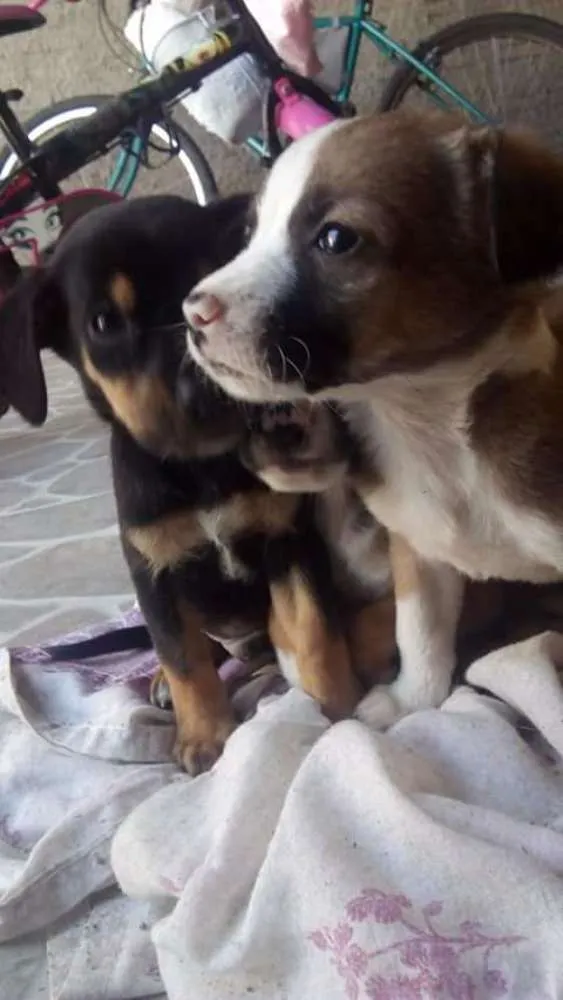 Cachorro ra a Sem definição idade Abaixo de 2 meses nome Vários