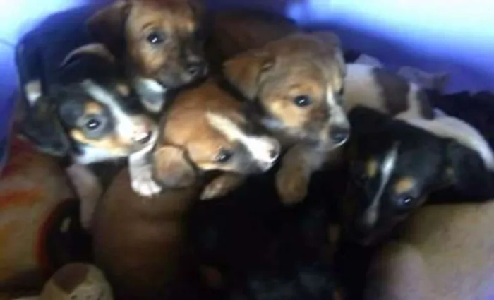 Cachorro ra a Sem definição idade Abaixo de 2 meses nome Vários