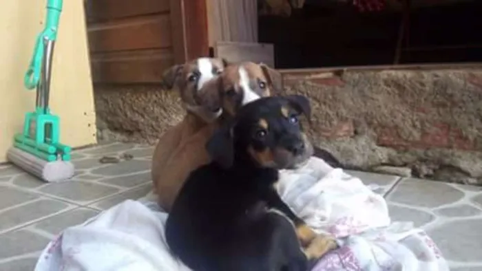 Cachorro ra a Sem definição idade Abaixo de 2 meses nome Vários