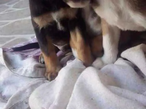 Cachorro ra a Sem definição idade Abaixo de 2 meses nome Vários