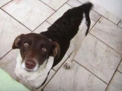Cachorro raça desconhecida idade 1 ano nome Mel