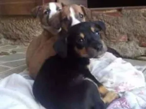 Cachorro raça Sem definição idade Abaixo de 2 meses nome Vários