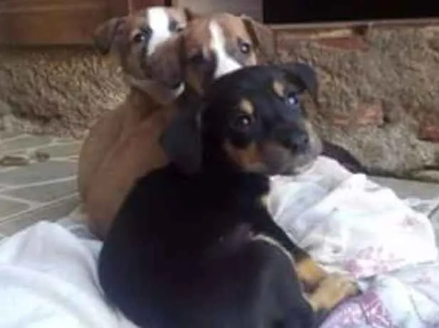Cachorro ra a Sem definição idade Abaixo de 2 meses nome Vários