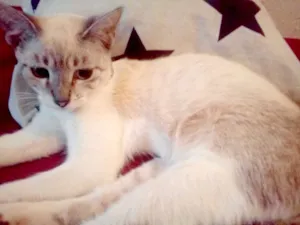 Gato raça SRN idade 2 a 6 meses nome Angie