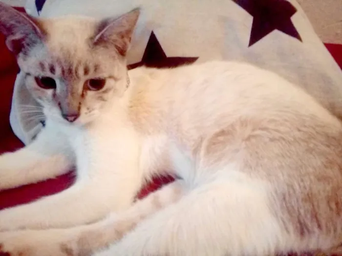 Gato raça SRN idade 2 a 6 meses nome Angie