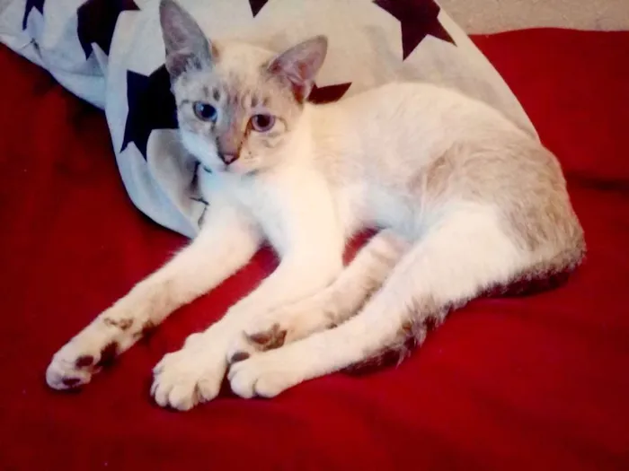 Gato raça SRN idade 2 a 6 meses nome Angie