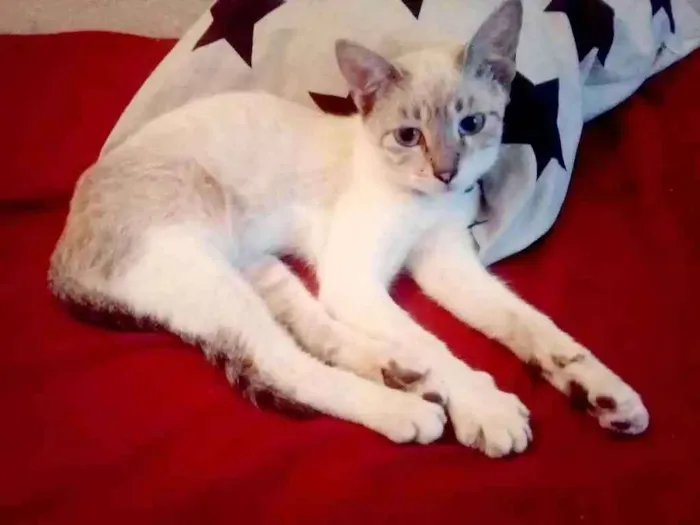 Gato raça SRN idade 2 a 6 meses nome Angie