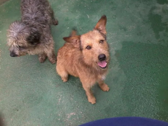 Cachorro ra a SRD idade 2 anos nome COBY!!!