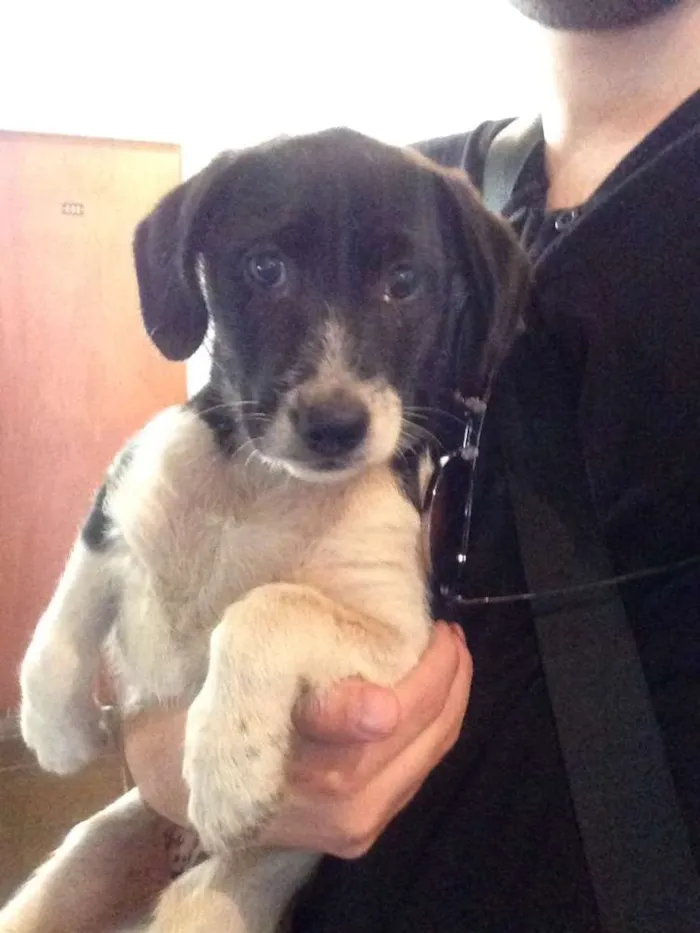 Cachorro ra a SRD idade 2 a 6 meses nome Não tem