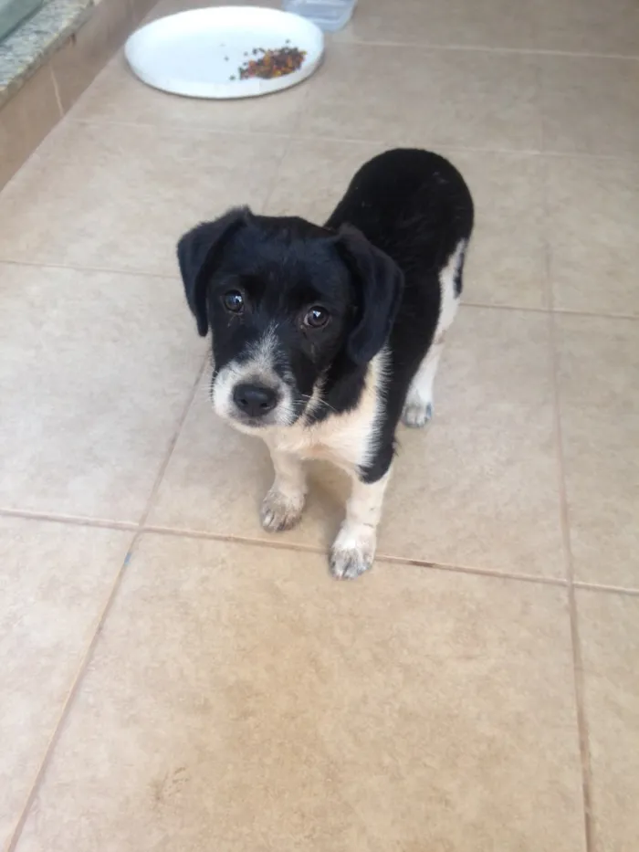 Cachorro ra a SRD idade 2 a 6 meses nome Não tem